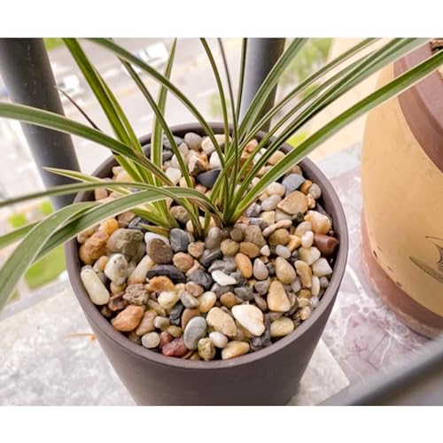 Image of CJGQ 18lb 1 /4 /'' Polished Pebbles for Plants Potting,Succulents Aquarium Fish Tank Vases-Decorative River Rocks Garden Gravel Stones