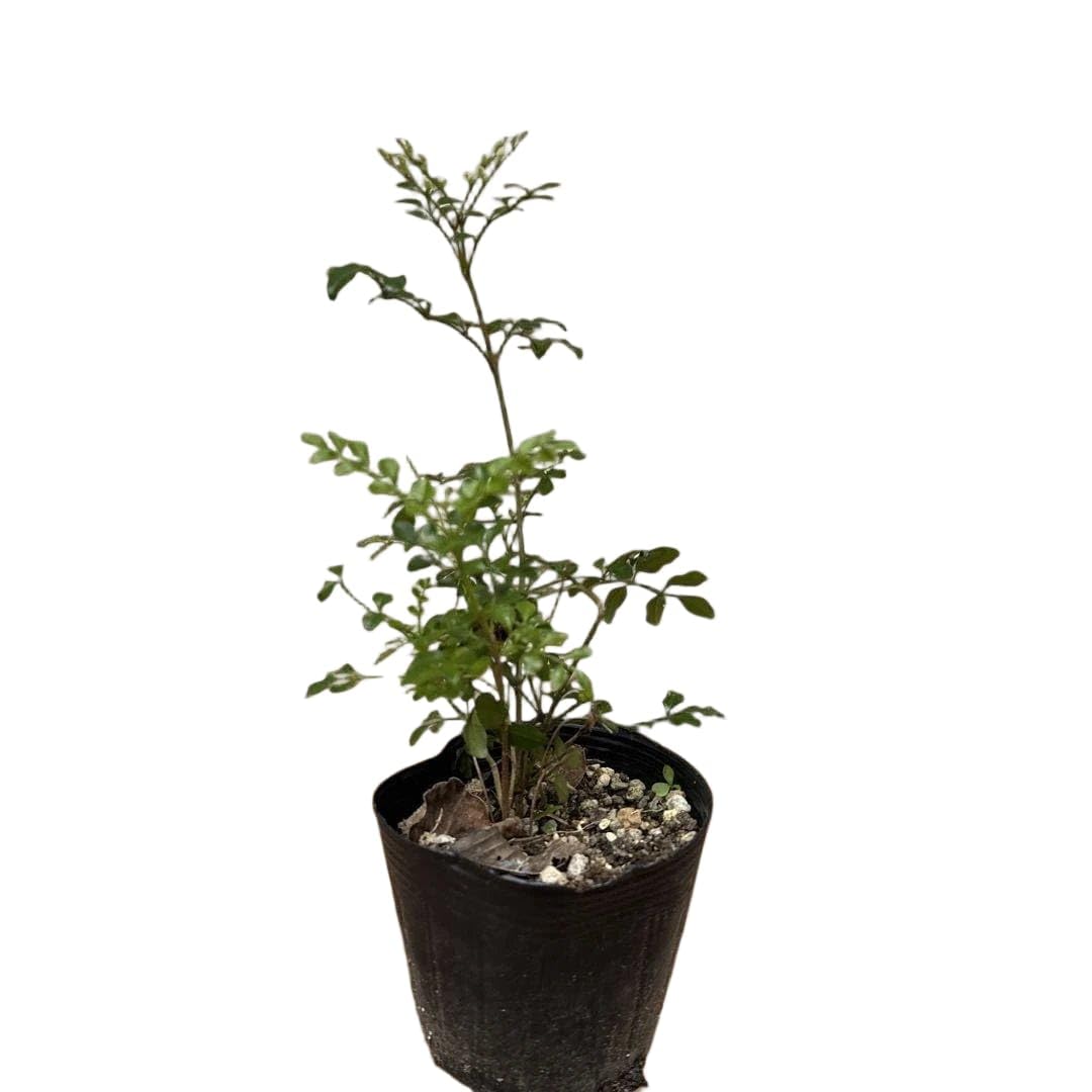 Amazon｜シマトネリコ 庭木 観葉植物 抜き苗発送｜観葉植物 オンライン通販