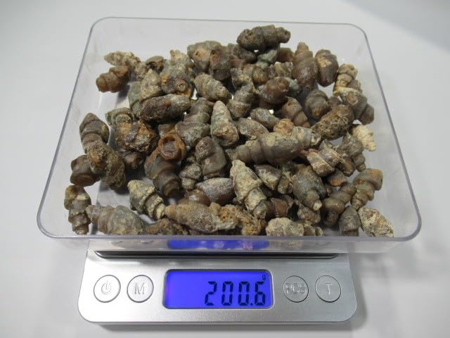 化石　C-２１ 化石C-21