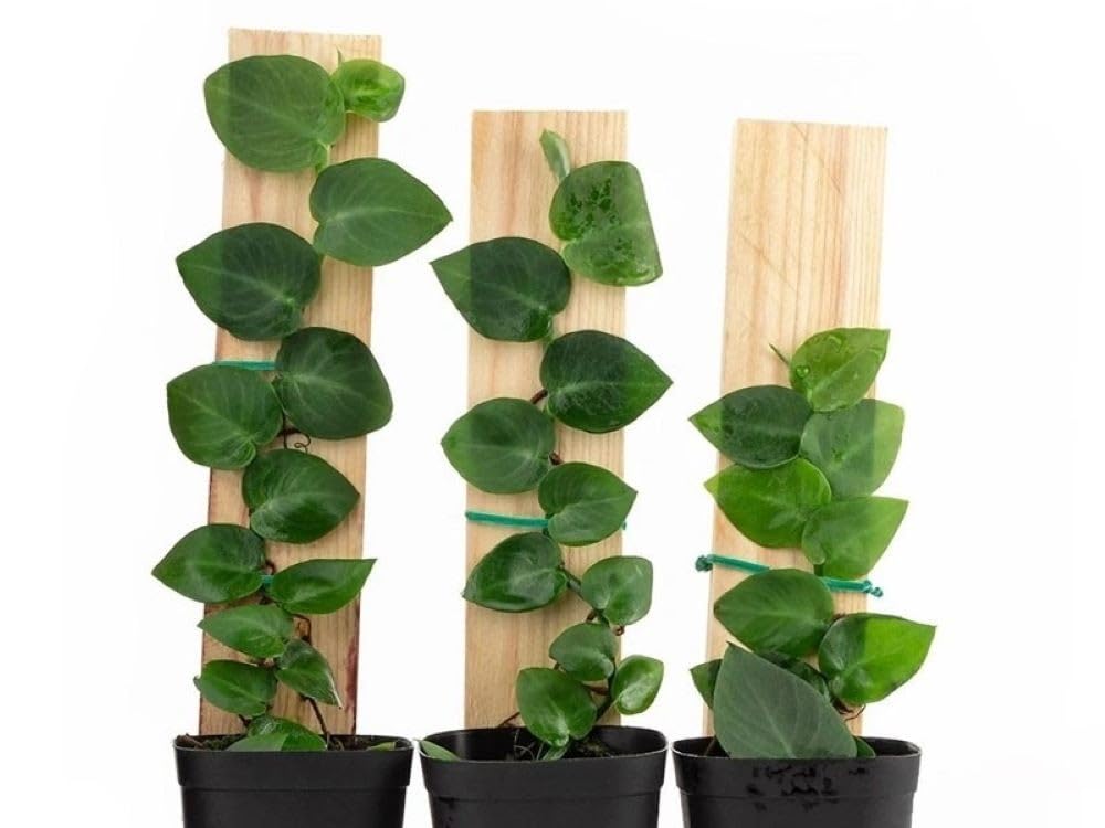 Neethu's Mart | Rhaphidophora Hayi Live Plant | Shingling Vine/Shingal Creeper | Natural Air Purifier | Tropical Evergreen Creeper | Pack of 1 with Wooden Support in a Pot-image-19