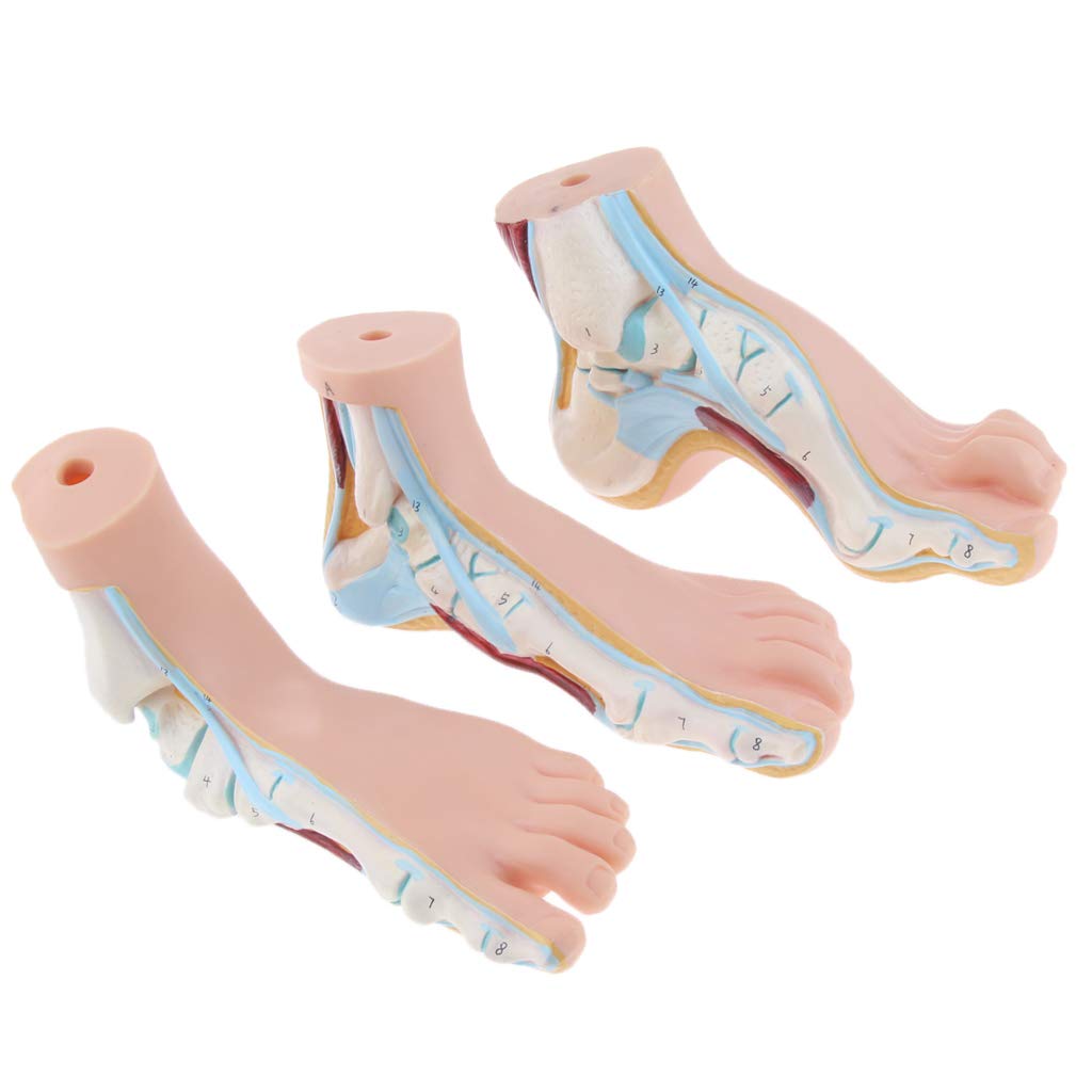 B Baosity Modèle De Pied Humain Modèle De Muscle De Paume De La Jambe De La Voûte Plantaire Anatomie 1: 1