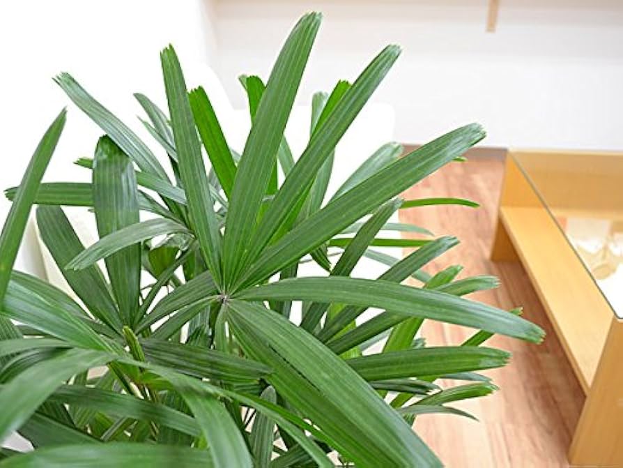 Amazon｜観音竹(カンノンチク) 中鉢(8号)｜観葉植物 オンライン通販