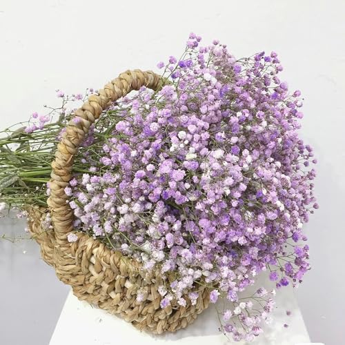 semillas de gypsophila - variedades antiguas Gypsophila paniculata - semillas para invitados decoración sala estar silvestres jardín rocas 550pcs