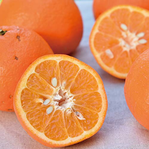 訳あり 小玉 みかん 有田みかん」の人気商品一覧 | 安い商品を通販