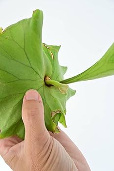 Amazon.co.jp: P.Mt.kitshakood thin frond② @bikamori.com