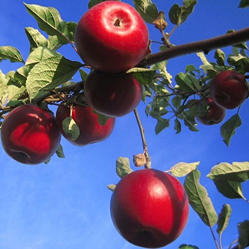 Apfelbaum Roter Jonathan, Winterapfel Buschbaum alte robuste Sorte 110-140 cm 10 L Topf Unterlage M7