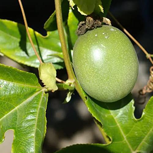 Fruit Seeds For Planting Purple Passiflora Incarnata Seeds 10 Pcs Non-Gmo Organic Maracuja Passion Flower Maypop Seed Delicious Fragrant Hardy Fruits Seeds #TOP7