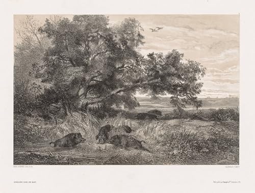 Lienzo decorativo de Karl Bodmer: cuadro de alta calidad artística, jabalí en estanque 60x90cm
