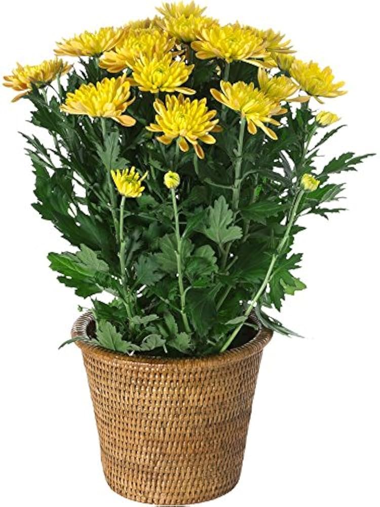 Amazon.co.jp: KOUBOO 1080023 La Jolla Handwovenラタン