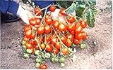 Enviamos internacionalmente Portal Cool Exposición de verduras - Robinson tomate de Gran Bretaña desayuno - 25 semillas