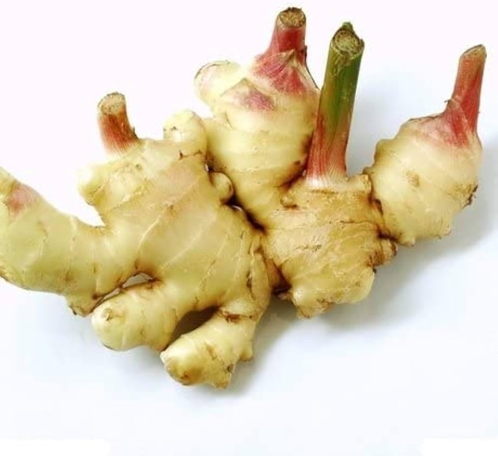 See full amazon price history chart for Galangal thai ginger plant Pack of 2 Galangal thai ginger plant Pack of 2 (B0CQC49LZS) Amazon Price History, Amazon Price Tracker