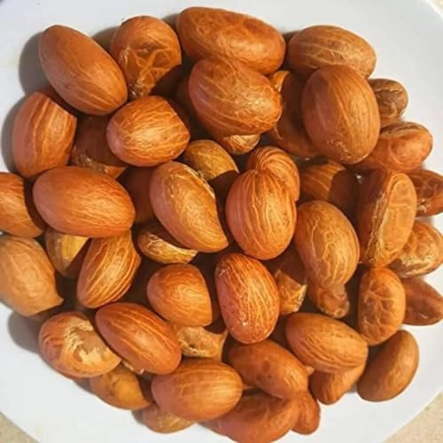 Motherland Goods Bitter Kola (Garcinia Kola/Aki-ilu/Mijin-goro/Orogbo) Whole Dried Seeds | West African Herb | Natural Bitter Cola | Great for Chewing Infusions or Traditional Recipes (8 Oz)