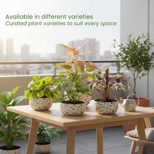 Image of Amulya Farms Indoor Plants for Home | Philodendron Brasil Live Plant in Premium Floral Print Metal Pot | Air Purifying Plants for home, Living Room and Office Decoration | Plants for Home