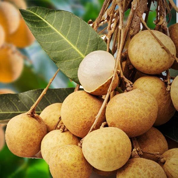 Special Sweet & Rare Thai Variety Seedless Longan Plant Ashfall ...