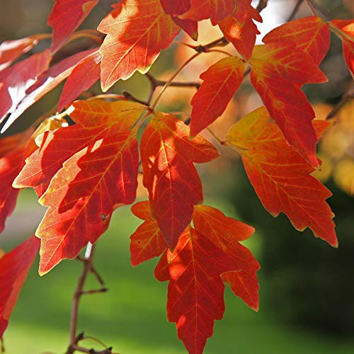 10 Semi di Acer Griseum (Acer di carta)