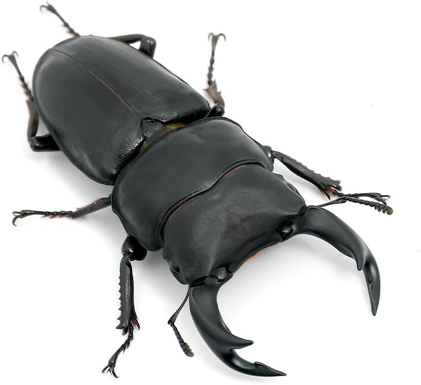 長野県佐久穂町産オオクワガタ♂単 天然オオクワガタ WDオオクワガタ