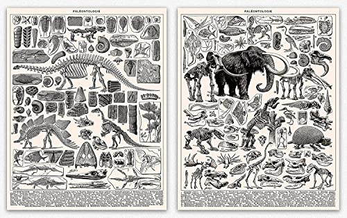 Poster dinosaure vintage A3 et affiche squelette pour décoration maison