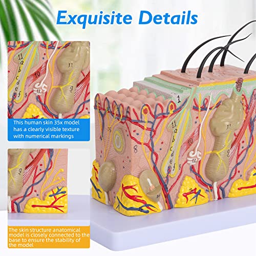 Image of Human Skin Model 35x - 35 Times Skin Structure Anatomical Model Skin Color Model Teaching Medical Model