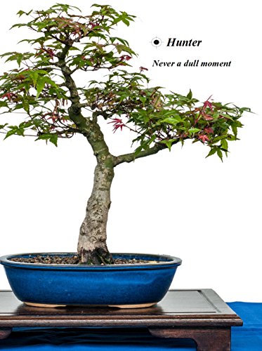 Hunter - Never a dull moment (Hunter, the Accidental Assassin series. Book 14)