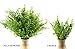 Cornucopia Brands Artificial Shrubs (8-Pack); Faux Plastic Leafy Greenery Imitation Boxwood Plants for Decorating Indoor & Outdoor