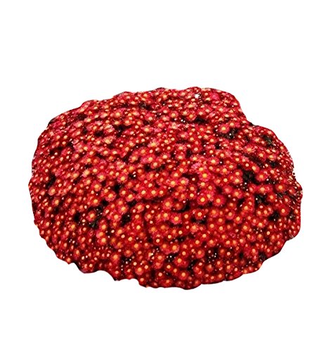 Futaba Ground-cover Chrysanthemum Seeds - Maroon - 100 Pcs