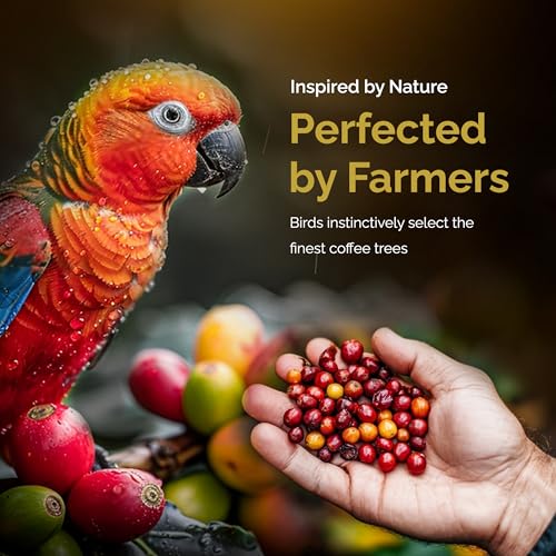 Birdee Robusta Medium Roast