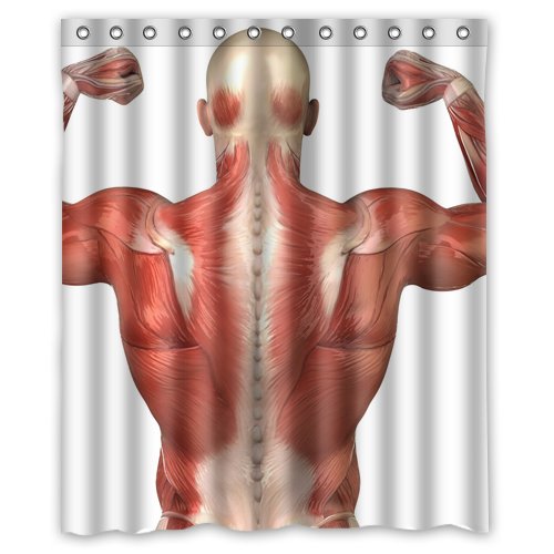 muscles anatomy back Shower Curtain 60 x 72 Inch Bathroom