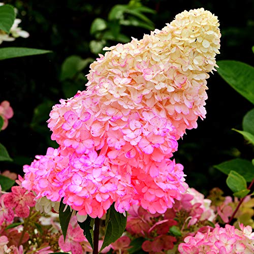 Hydrangea Paniculata Sundae Fraise Deciduous Garden Shrub Outdoor Plant in Pot (9cm Pot, 20-30cm)