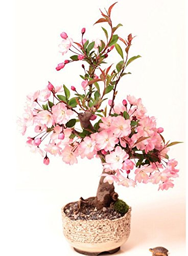 Japanische Zierkirsche/Blütenkirsche 10 Samen/Pack (Prunus serrulata) - ein rosa Blütentraum im Garten