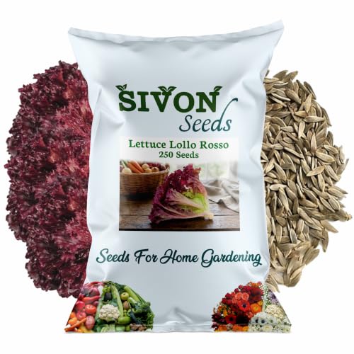 Image of SIVON Lettuce (Red) Lollo Rosso (250 Seeds) Exotic Vegetable Seeds for Home Garden, Organic & Hybrid, Perfect for Home Gardening, Planting For Pots and Patio