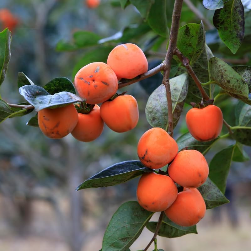 Persimmon Tree Live Plant, 6-12 Inch Tall Hardy Persimmon Tree Plant in Quart Pot, Dormant in Winter
