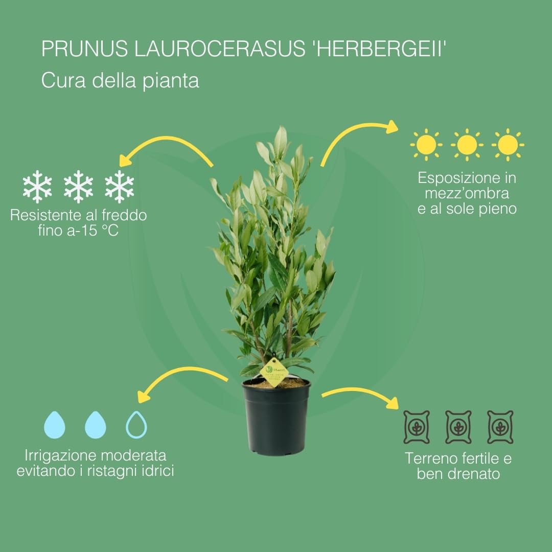 PRUNUS LAUROCERASUS (HERBERGII). Lauroceraso sempreverde, vaso da 19 cm. Piante vere per esterno con fogliame denso e lucido. 6 mesi di concimazione inclusi.