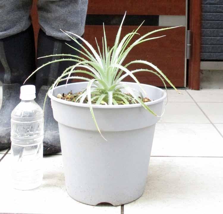 Amazon.co.jp: 現品プヤセルーレア 大株 puya coerulea 8号 Fき番 