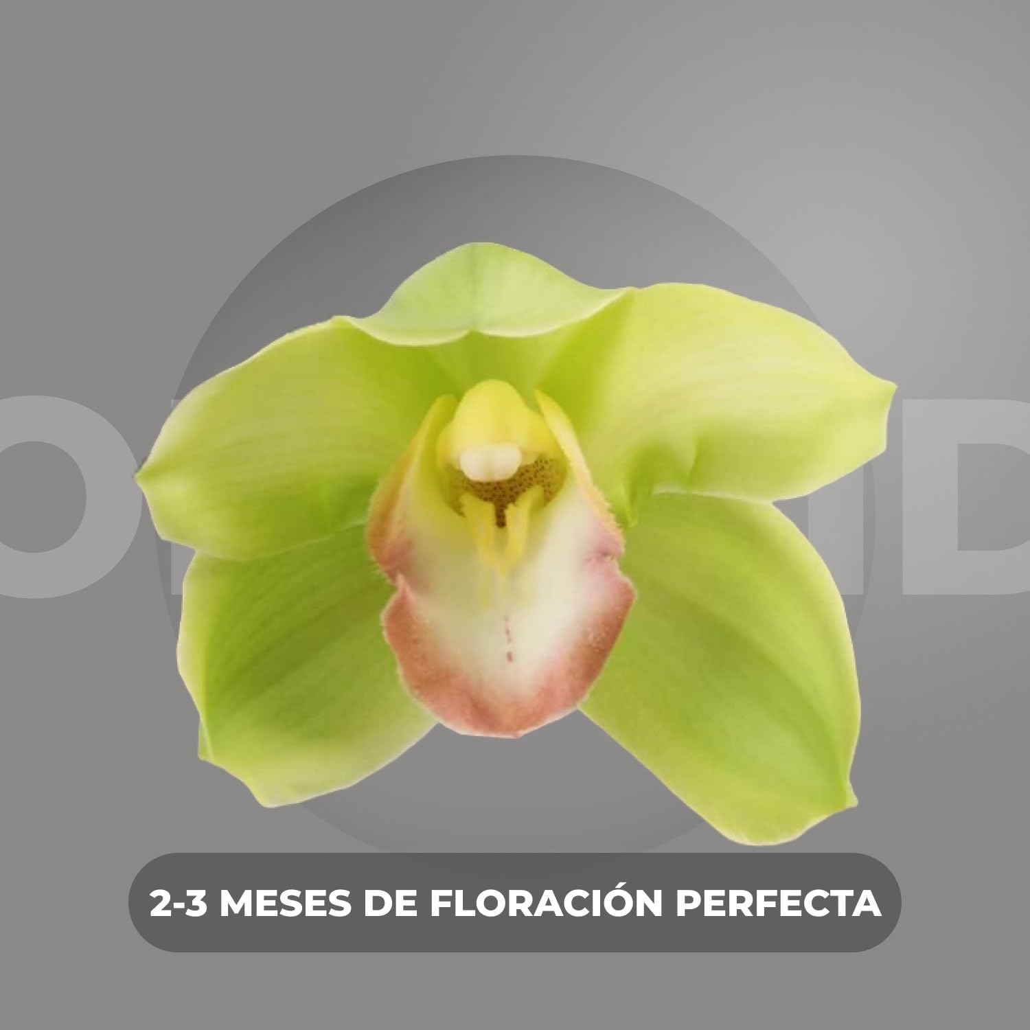 Orquídeas Cymbidium Verde - 1 Plantas de Interior Naturales - 60-70 cm - Plantas Naturales de Holanda - No Resistente al Frío - Decoracion Interior - Sin Semillas, No Artificiales
