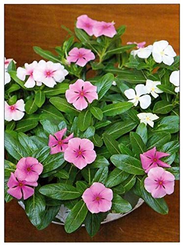 UGANIO PLANT Live Sadabahar-Catharanthus roseus Pink Flower Plant with POT (B08GZ69C45) Amazon Price History, Amazon Price Tracker