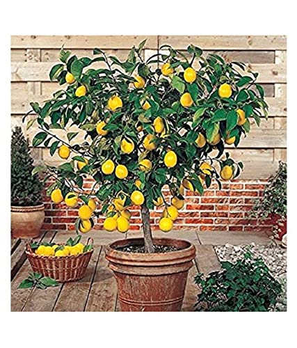 lemon Seeds For Home & Terrace Garden - 20 (B09KV3T77C) Amazon Price History, Amazon Price Tracker