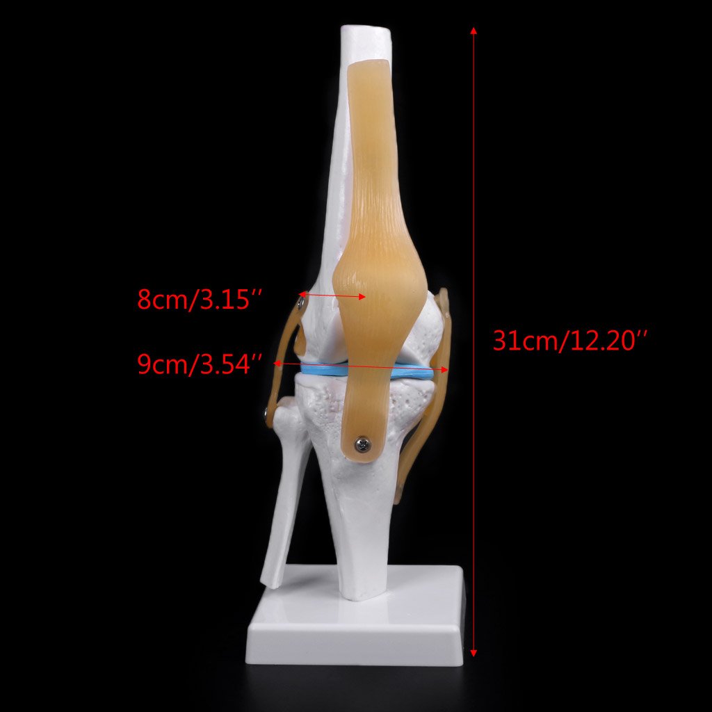 Modèle Squelette Flexible pour L'articulation Anatomique Humaine, Aide pour Lui, Anatomie, Enseignement, Modèles De Kilbane