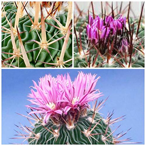 yqzEchinofossulocactus Violaciflorus GLmtHXJN^XEWgłVV̋ʃT{e5 [sAi]