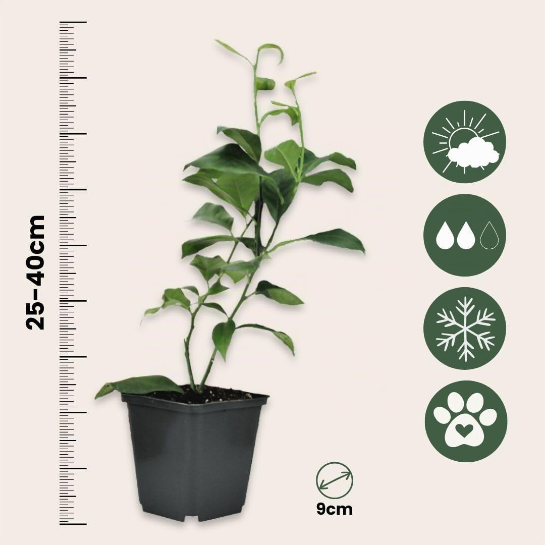 Plant in a Box - Citrus pflanzen Mix - 6er Set - Topf 9cm - Höhe 25-40cm - Zitronenbaum/Orangenbaum/Limettenbaum