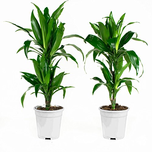 Botanicly - Indoor Plants/Trees – 2X Dragon Tree (Dracaena Janet Craig) - Height: 65 cm - Decorations for Living Room