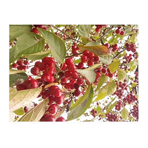 Sikkim Crabapple Tree, Edible Fruits Cover