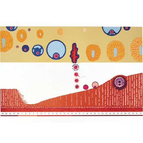 Image of 3B Scientific V2065M Menstrual Cycle and ovum implantation Chart, with Wooden Rods, Oversize Poster, 33.1 inch Width x 46.5 inch Height