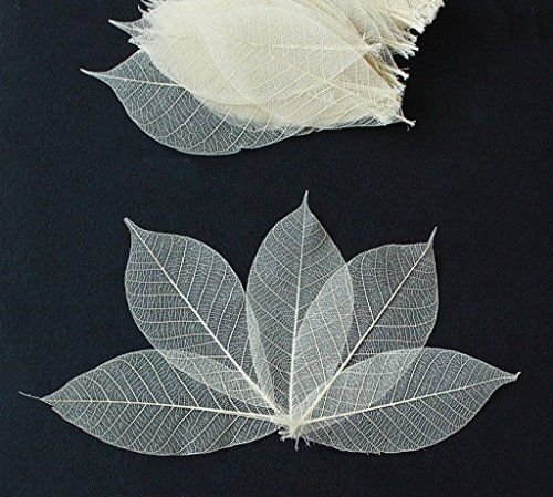 100 Mini Skeleton Leaves Rubber Tree Natural color Scrapbook Craft Card Wedding