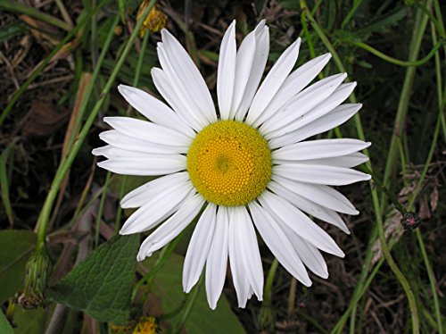 Ox Eye Daisy Nice Garden Flower by Seed Kingdom 1