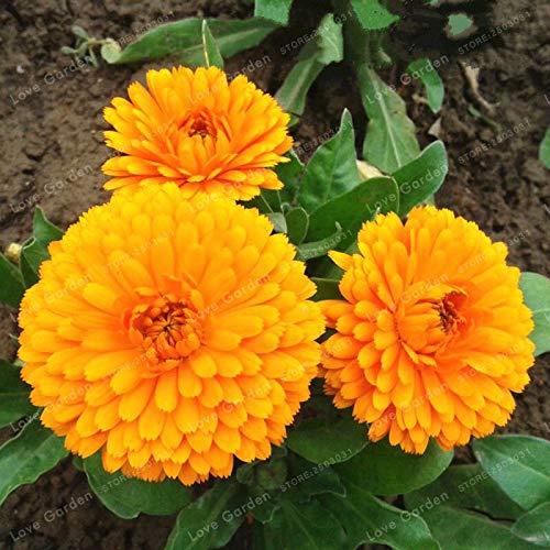 Graines De Fleurs De Calendula Fraîches Jaunes Paquet De 100 Graines