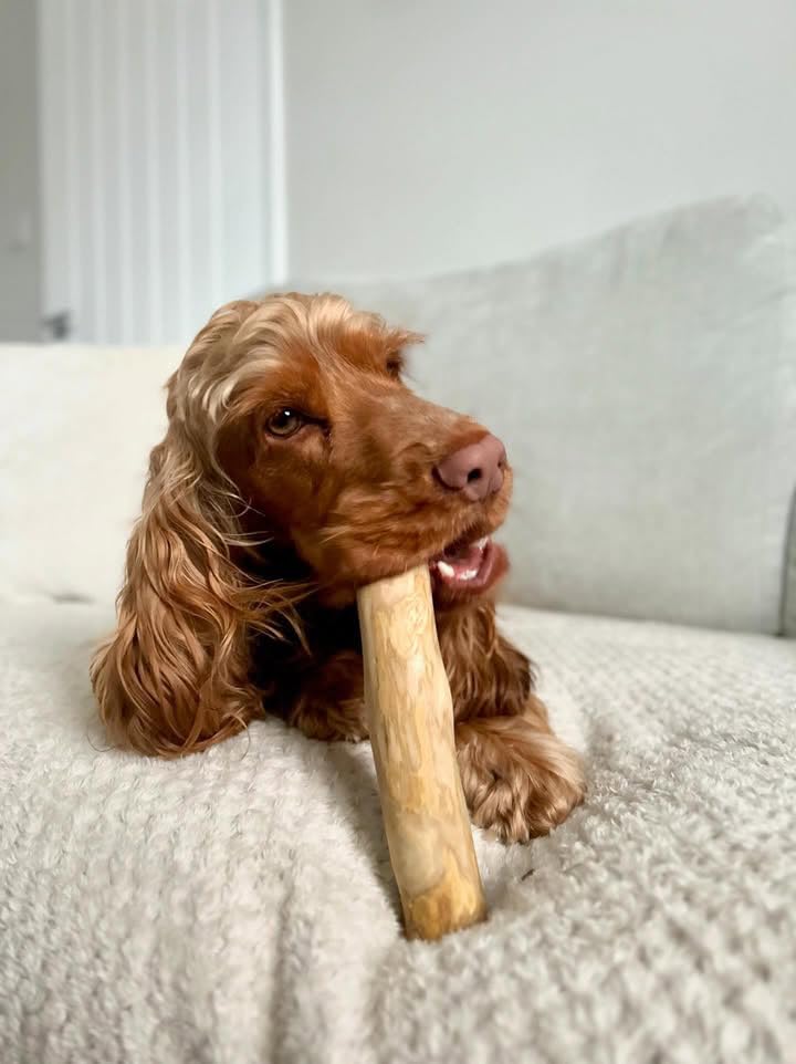 pet wiz Wood Dog Chews, Natural, Medium - Image 3
