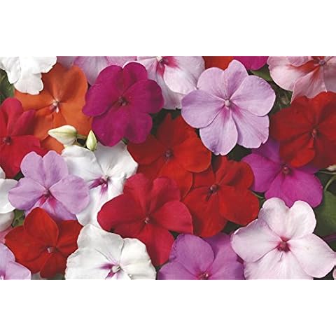 Just Seed Impatiens Dezire F1 Mix - 25 Seeds Cover