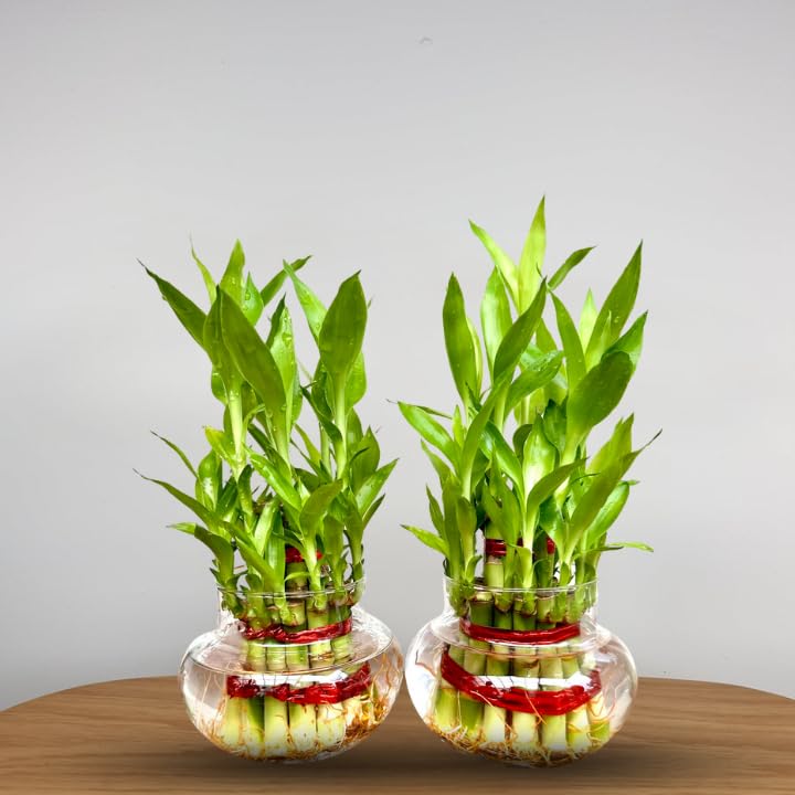 Image of Glass pots for Two Layer Lucky Bamboo or Money Plant - Transperant Clear Glass Bowl Round Shape Pot Planter (Bamboo Pot, 2)