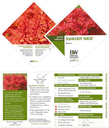 2G Proven Winners Barberry Sunjoy Neo #TOP3