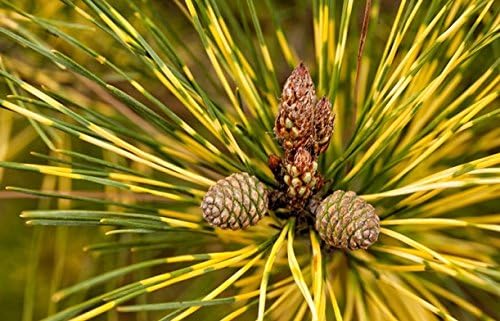 Miniatura 2 de Golden Ghost Pino Rojo Japonés 3 - Injerto de Año